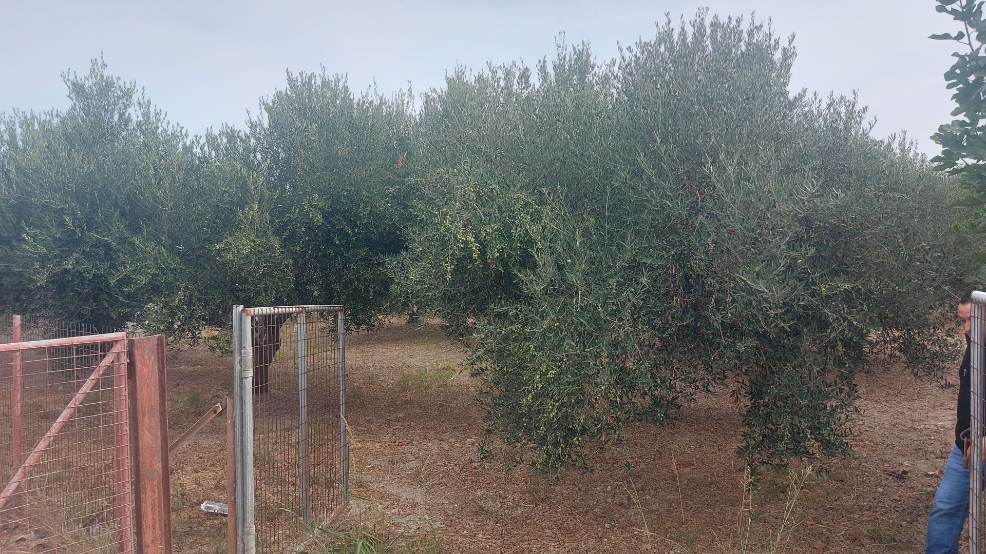 Βερουδάκη Οικόπεδο 5