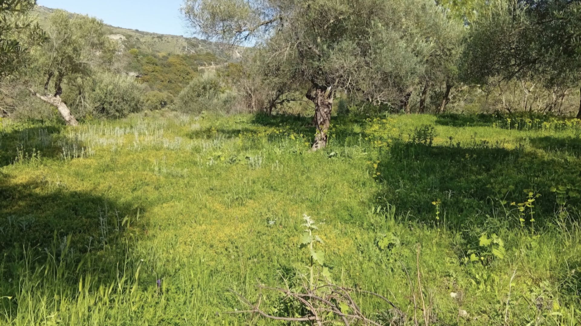 Αγροτεμάχιο Καρέ Δήμου Ρεθύμνου 3
