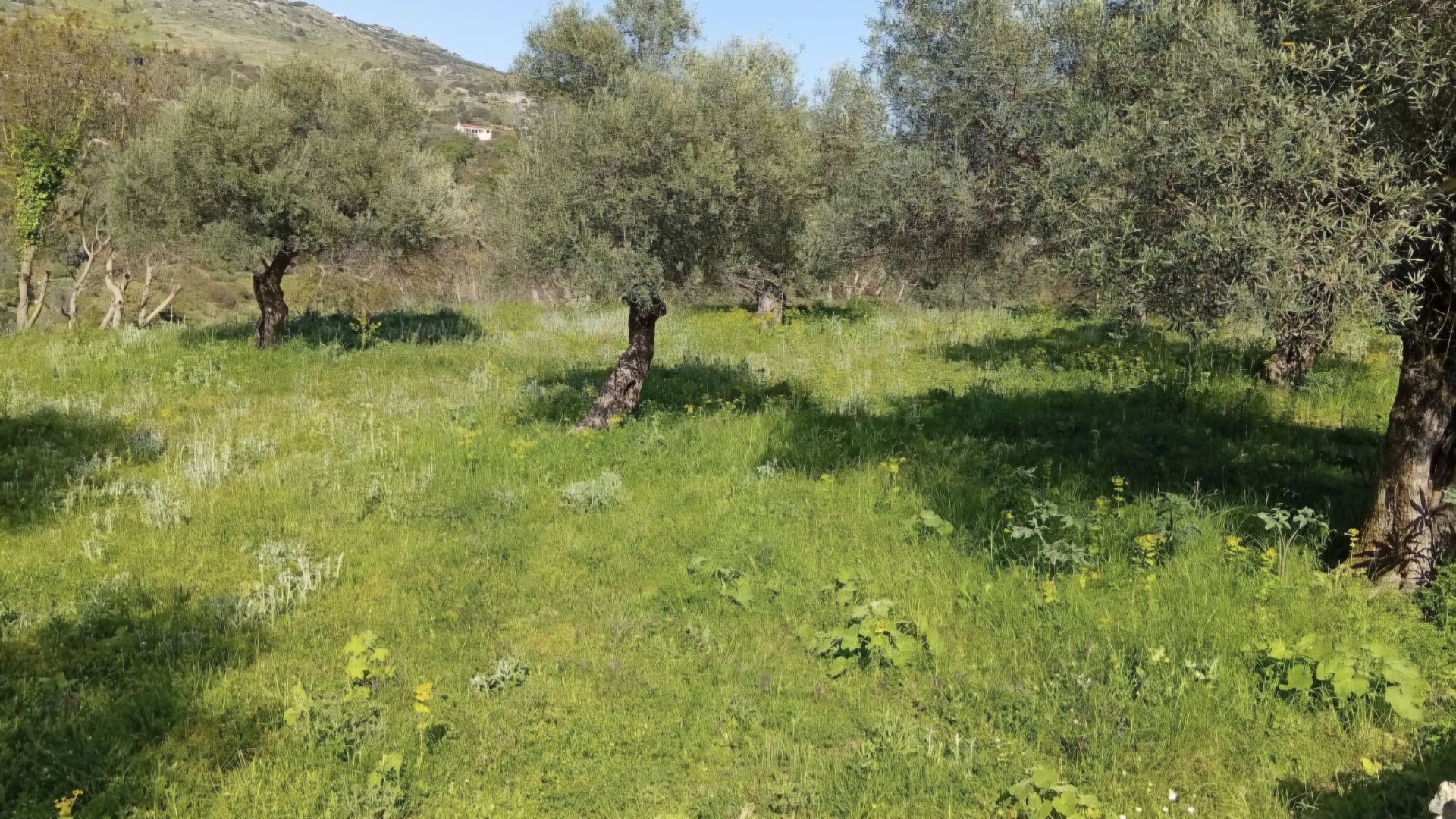 Αγροτεμάχιο Καρέ Δήμου Ρεθύμνου 4